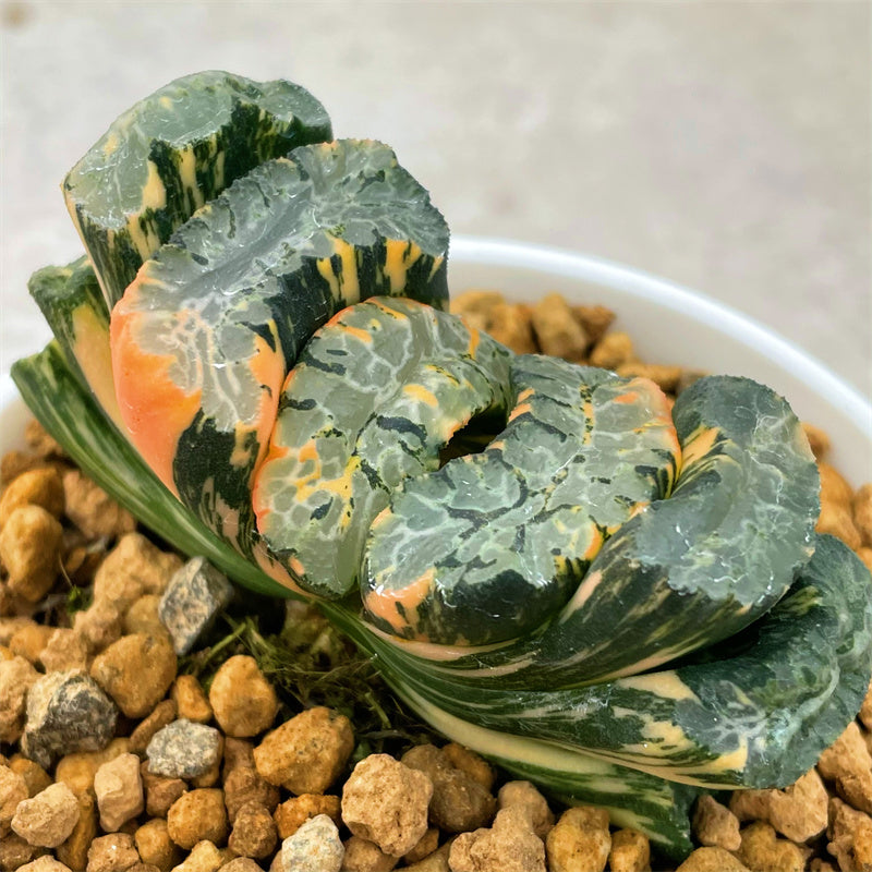 Haworthia Truncata Hokusai Variegated Big Size – ChinaHaworthia