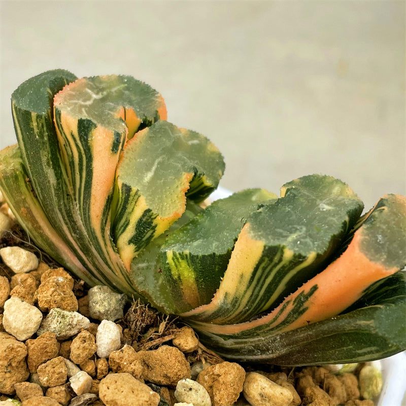 Haworthia Truncata Hiroshige Variegated – ChinaHaworthia