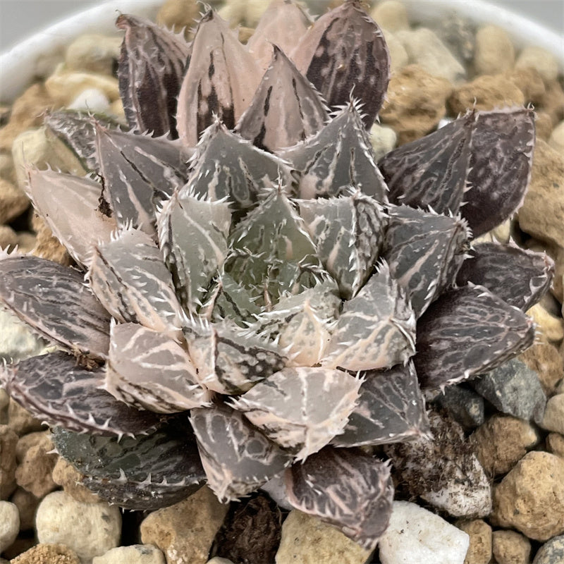 Haworthia Mirrorball Variegated Smaller Size ChinaHaworthia
