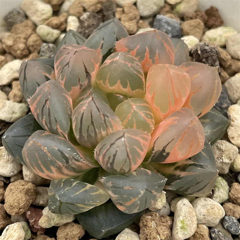 Haworthia Obtusa Dragon Claw Variegated smaller size – ChinaHaworthia