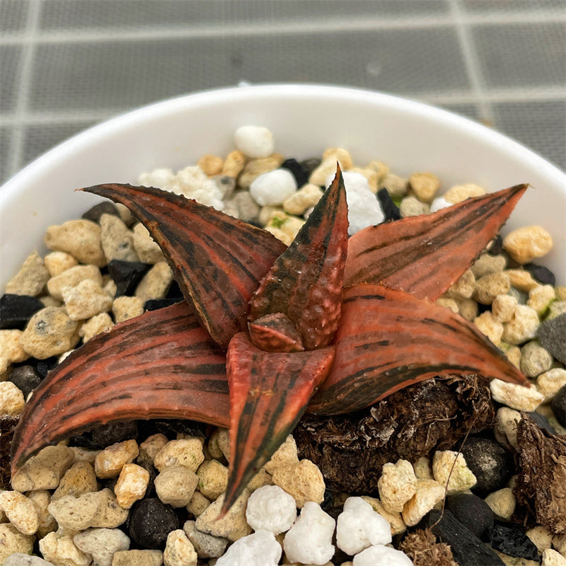 Haworthia Hard Leaf Dragon King Variegated – ChinaHaworthia