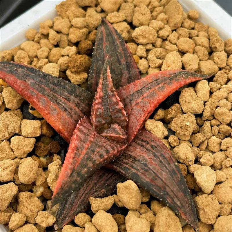 Haworthia Hard Leaf Dragon King Variegated – ChinaHaworthia