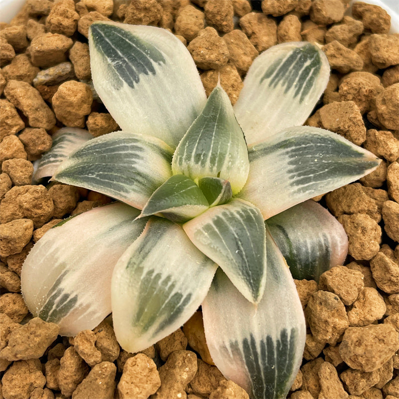 frozen succulent Haworthia Frozen Mirror Reverse Variegated – ChinaHaworthia