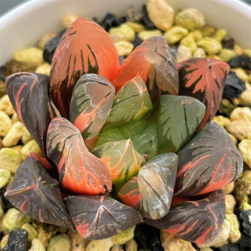 Haworthia Obtusa Black Grape Variegated – ChinaHaworthia