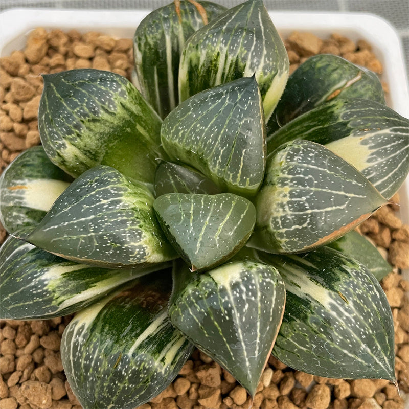Etrarium/エトラリウム　HAKUGEI Haworthia Comptoniana 'Hakugei' Hybrid Variegated Mother Plant