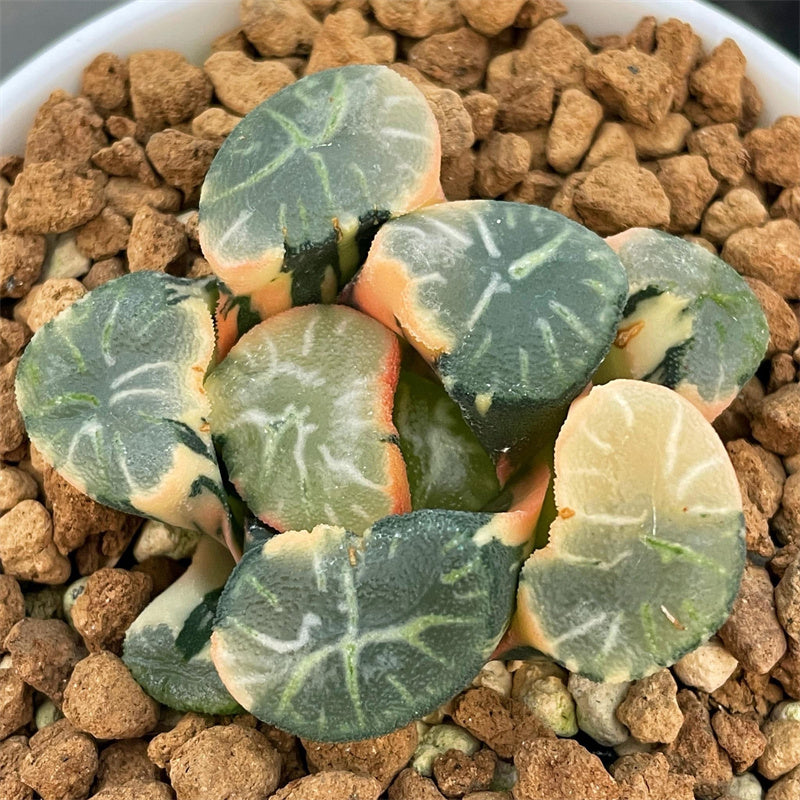 jade dragon plant Haworthia Maughanii Jade Dragon Variegated – ChinaHaworthia