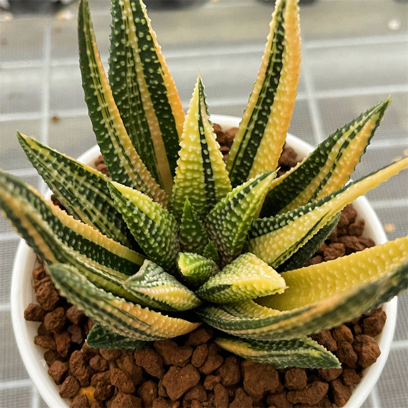 メキシコ産　サリーキンイロコガネ　24mm Haworthia Hard Leaf Koelmaniorum Hybrid Variegated – ChinaHaworthia