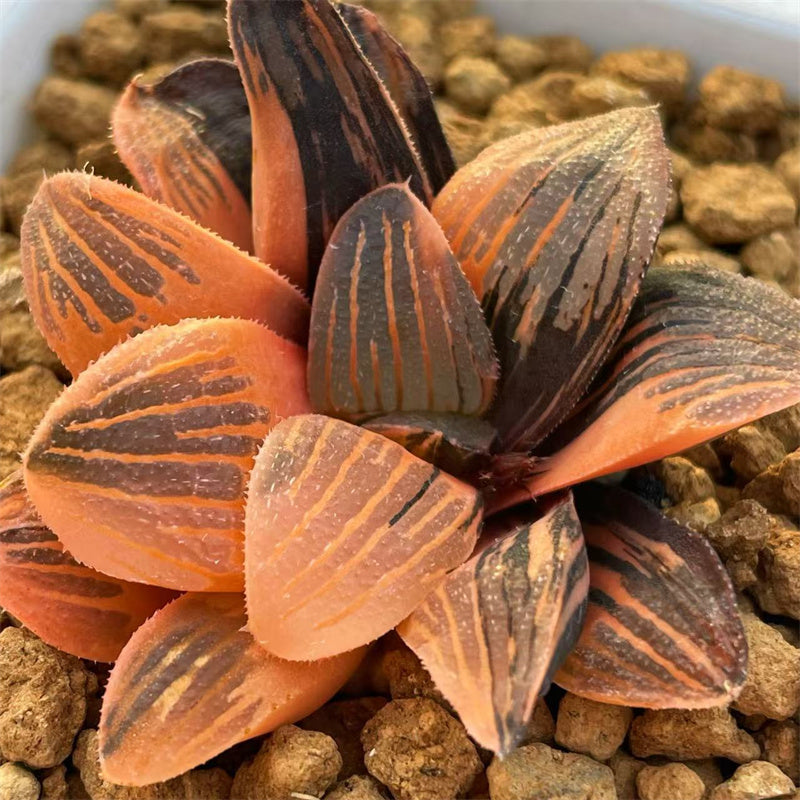 Haworthia Night Forest Variegated – ChinaHaworthia