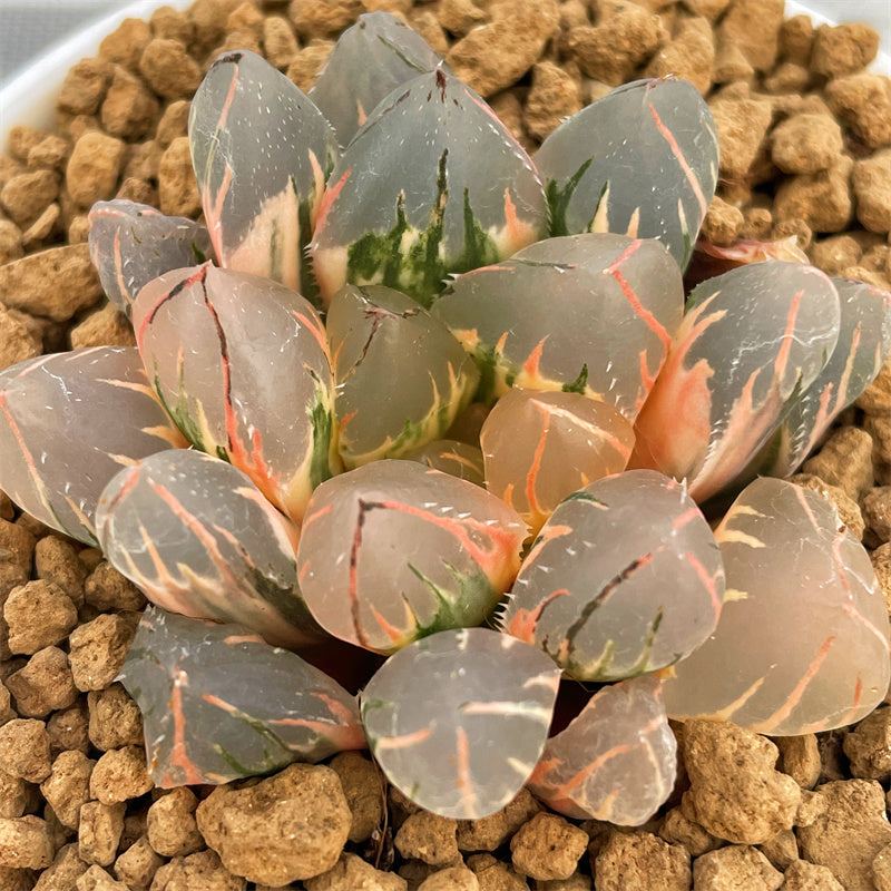 Haworthia OH Variegated Big Size mother plant – ChinaHaworthia