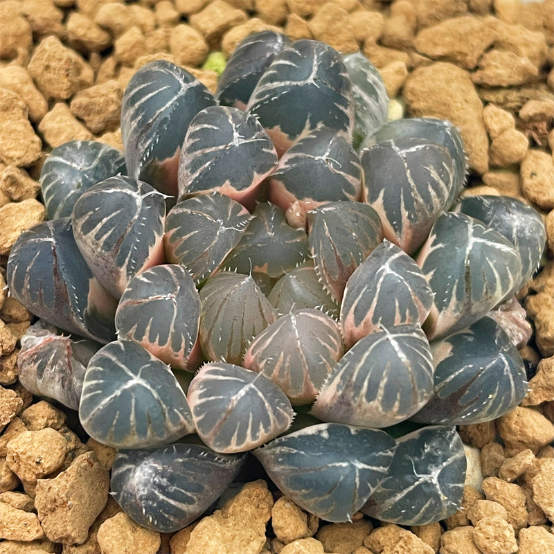 Haworthia Obtusa Pearl Reverse Variegated – ChinaHaworthia