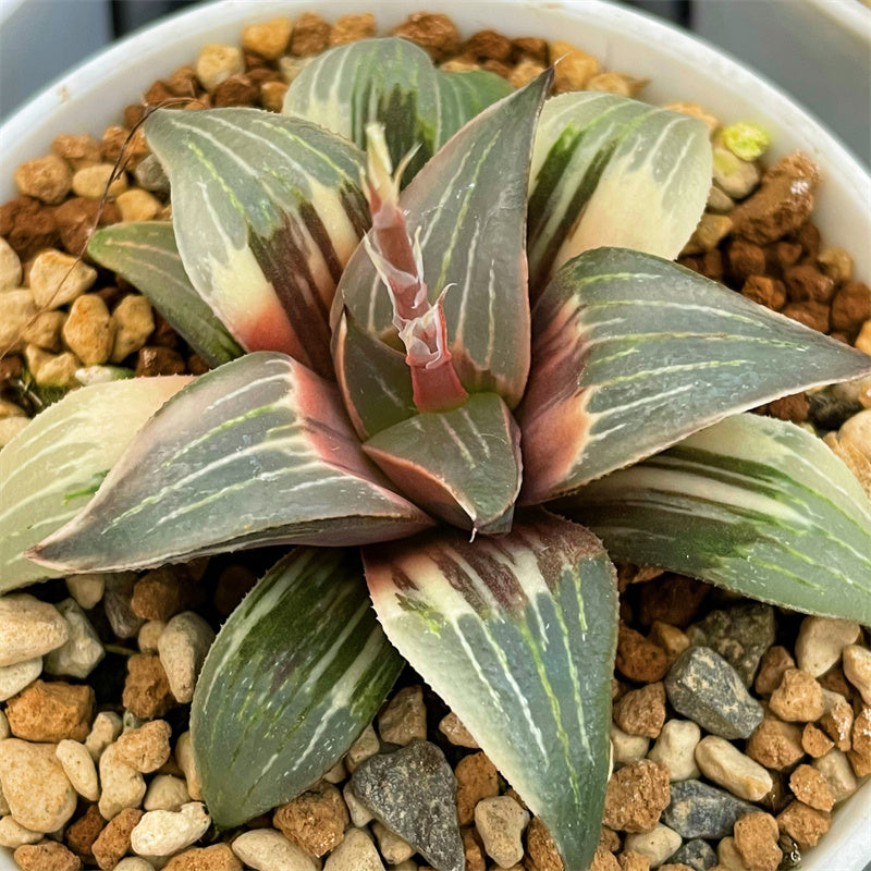 Haworthia Badia Wild Goose Variegated – ChinaHaworthia