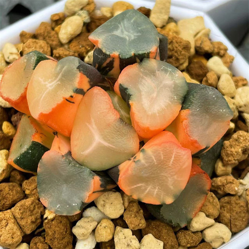 Haworthia Maughanii Yama no Midori Variegated – ChinaHaworthia