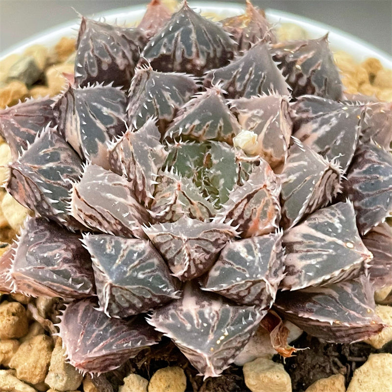 Haworthia Large Leaf Mirrorball Variegated ChinaHaworthia
