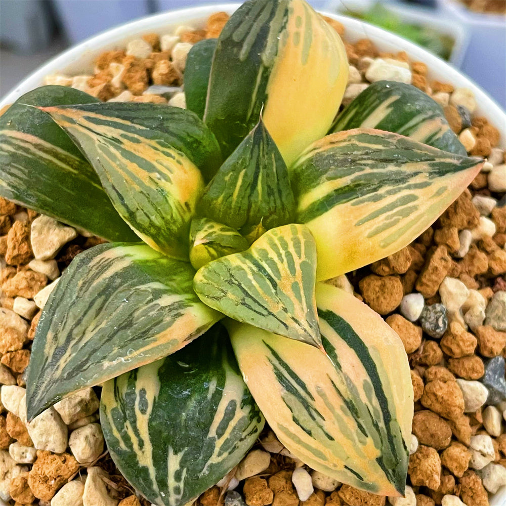 Haworthia Thunder Shadow Variegated Big Size Mother Plant