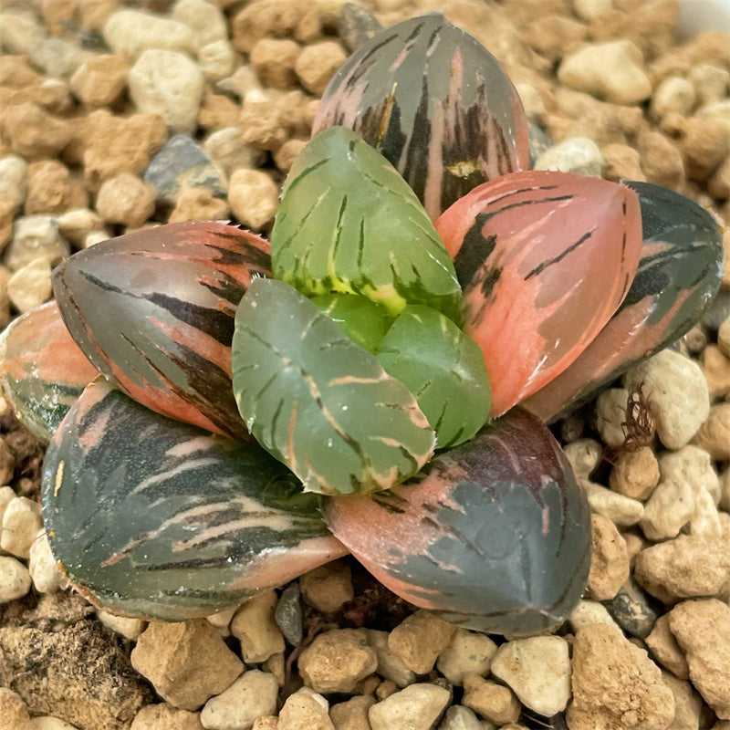 Haworthia Obtusa Spouting Spring Big Leaf Type – ChinaHaworthia