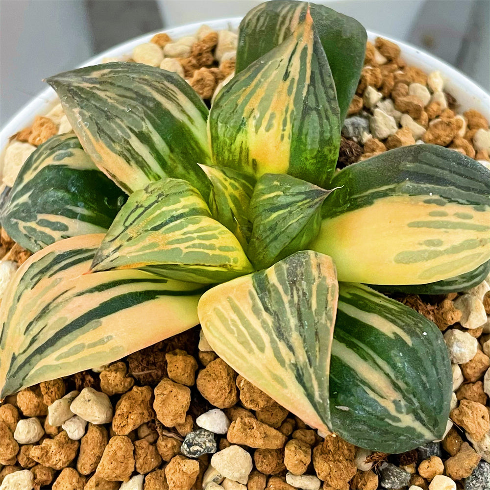 棘.PLANTS Plant Models Vol 91 Blender - Superhive (formerly Blender