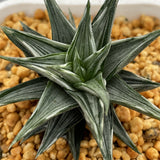 Haworthia Zouge no Tou variegated