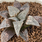 Haworthia Badia Aluminum Star