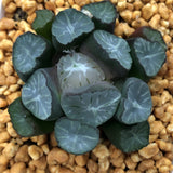 Haworthia Maughanii  'Midori'