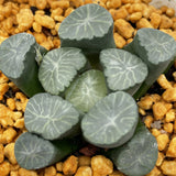 Haworthia Maughanii 'Inazuma'