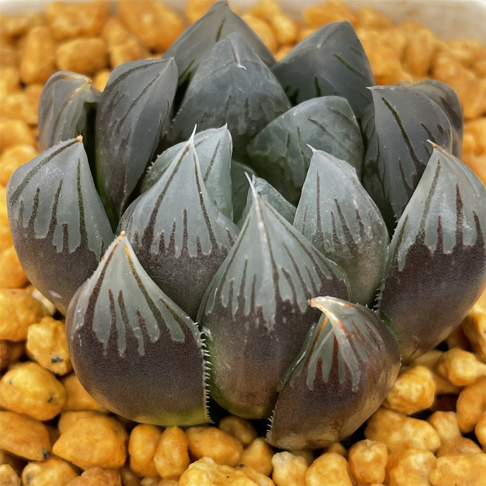 Haworthia Obtusa Black Grape - N – ChinaHaworthia