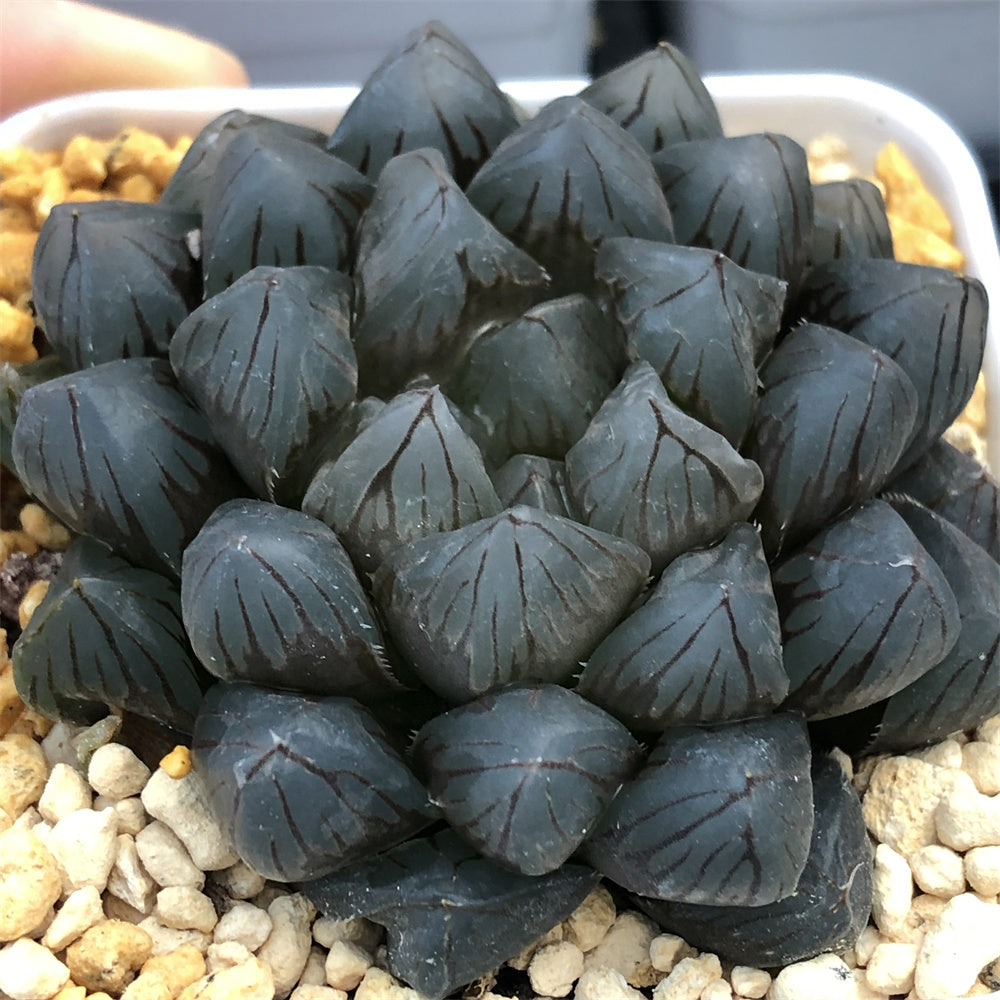 dragon claw succulent Haworthia Obtusa 'Dragon Claw' Other – ChinaHaworthia
