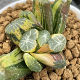 Haworthia Maughanii Tri Color variegated