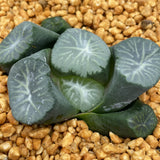 Haworthia Maughanii ‘Nana-no-Hoshi’