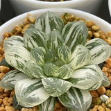 Haworthia Obtusa 'Marin' Variegated