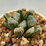 Haworthia Maughanii Variegated Plant from offsets