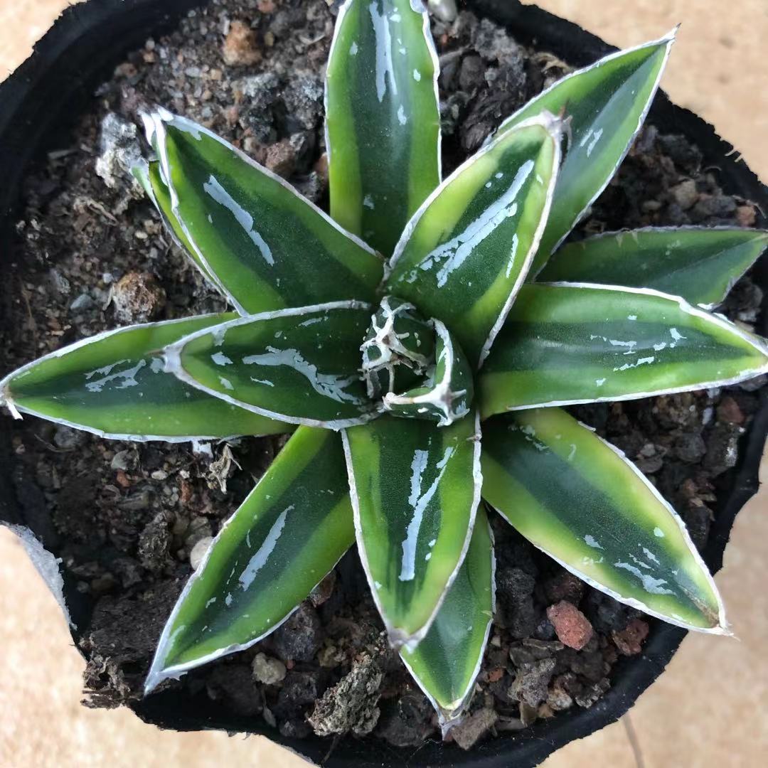 Haworthia Agave Victoriae-reginae 'Kizan' – ChinaHaworthia