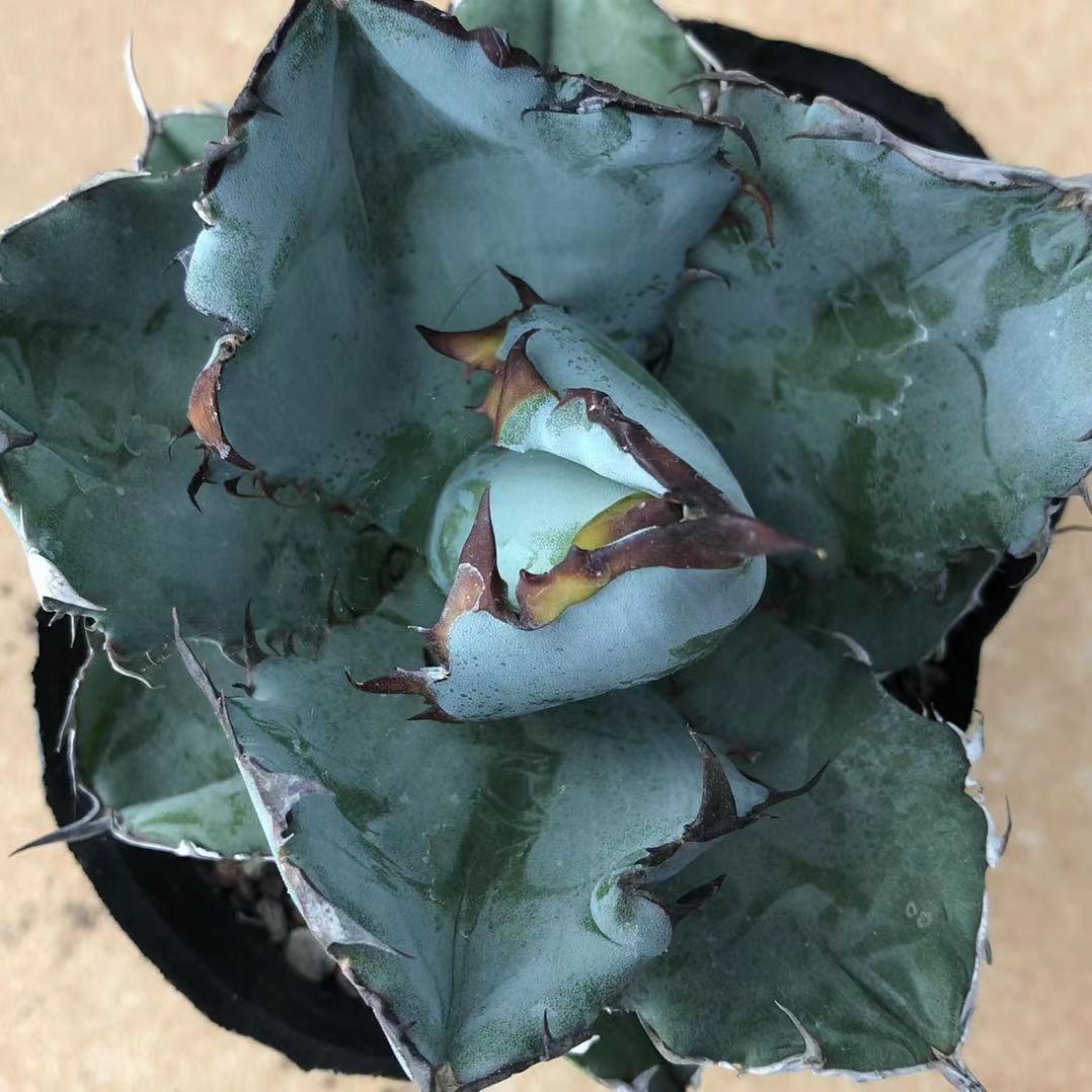 アガベ・チタノタ [Berlin] Agave Titanota 海王 海王 標本株｜agave