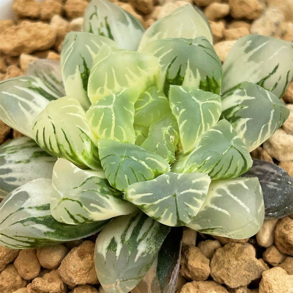 Haworthia Obtusa N1 variegated – ChinaHaworthia