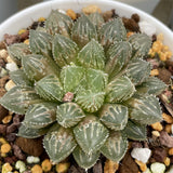 Haworthia Mirrorball Dark Variegated