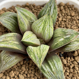 Haworthia Badia 'Aoimatsuri'