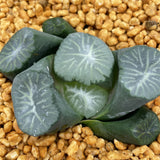 Haworthia Maughanii ‘Nana-no-Hoshi’