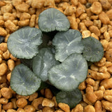 Haworthia Maughanii Black Thunder