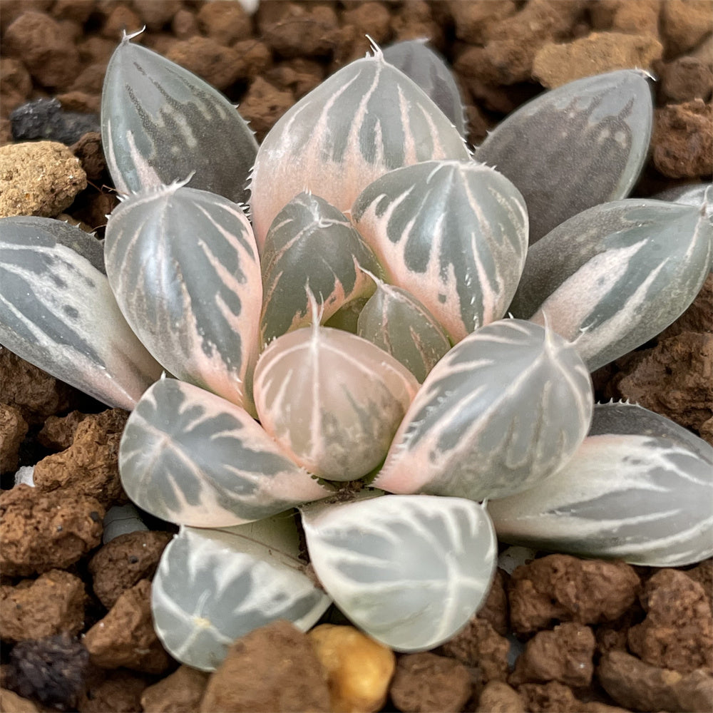 dragon claw succulent Haworthia Dragon Claw Reverse variegated – ChinaHaworthia