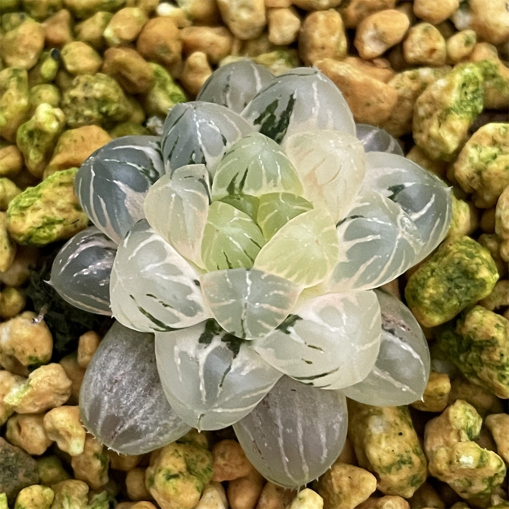 Haworthia Cooperi var. Truncata variegated – ChinaHaworthia