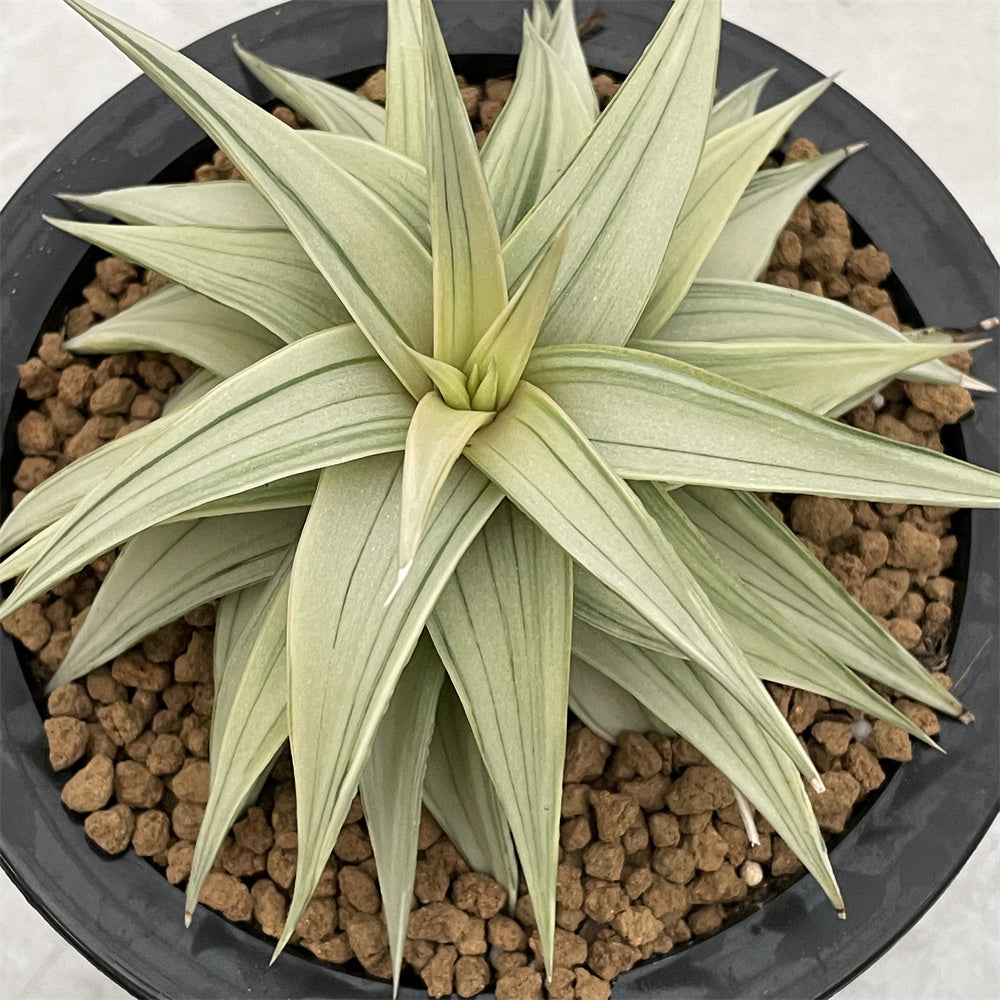 Haworthia Limifolia var. Ubomboensis variegated – ChinaHaworthia