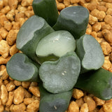 Haworthia Maughanii 'Sapphire'