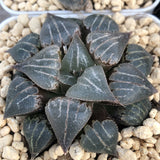 Haworthia Badia 'Yuyake'