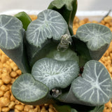 Haworthia Maughanii 'Shooting Star'