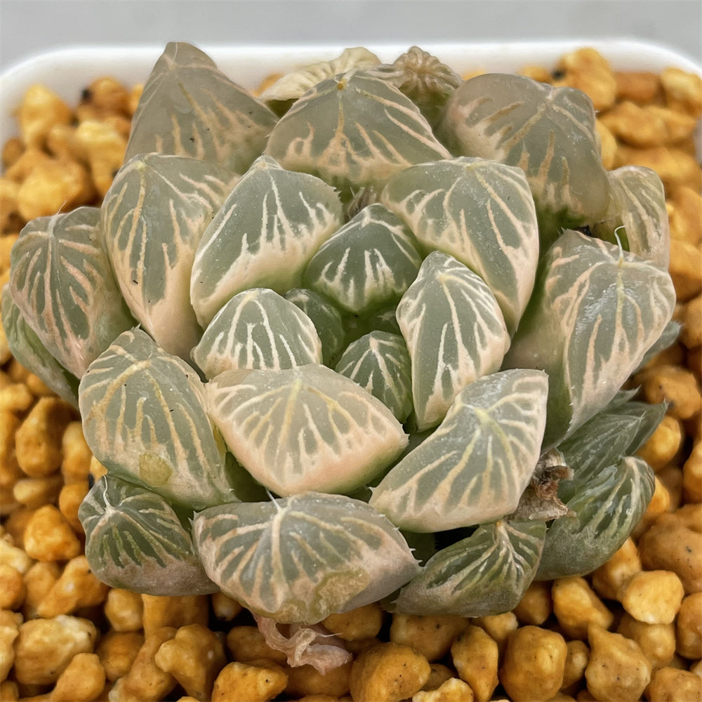 Haworthia Cooperi Ghost Other – ChinaHaworthia