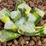 Haworthia Maughanii Spring Thunder Variegated