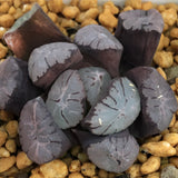 Haworthia Maughanii 'Tancho'