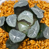 Haworthia Maughanii Sweet Dew