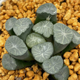 Haworthia Maughanii 'Inazuma'