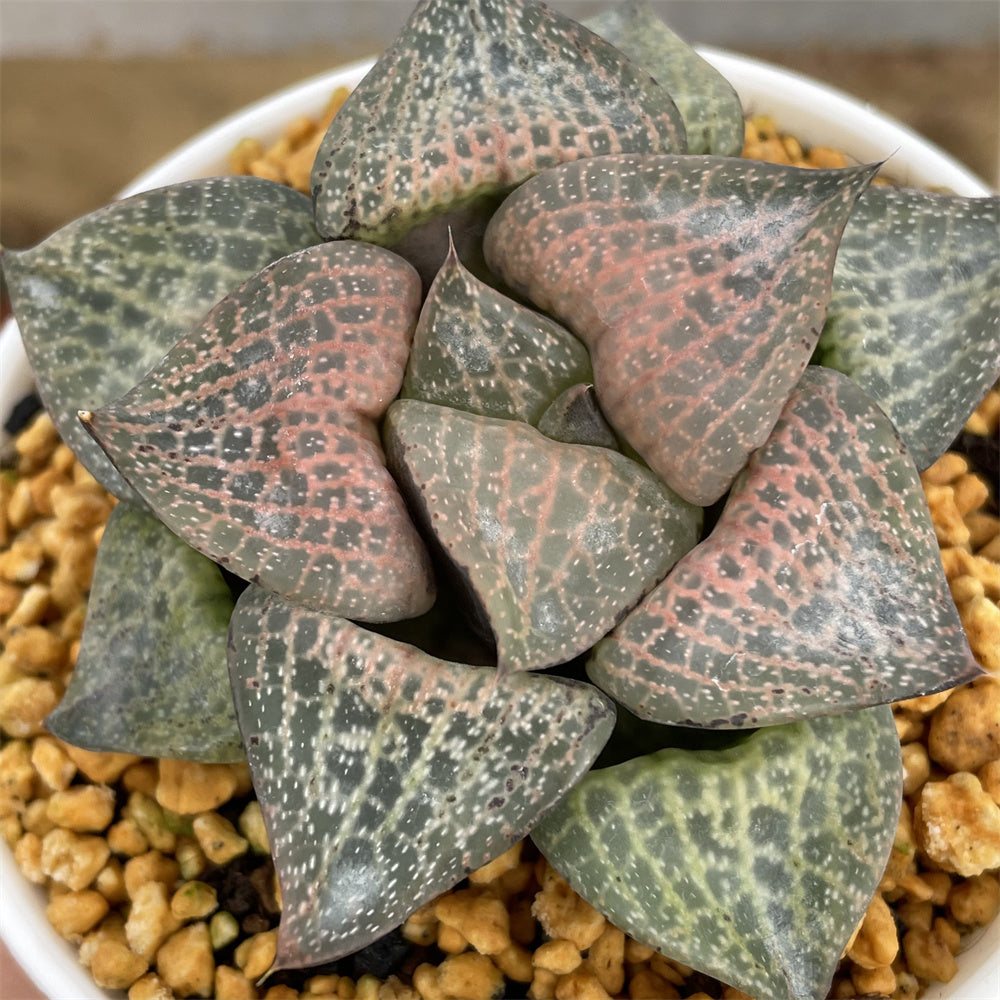 Haworthia Comptoniana 'Hakugei ' – ChinaHaworthia