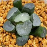 Haworthia Maughanii 'Sapphire'